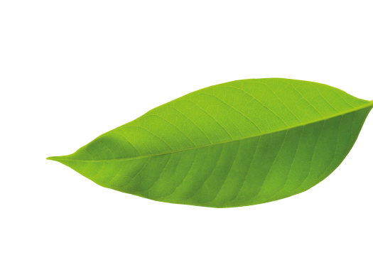 hoja