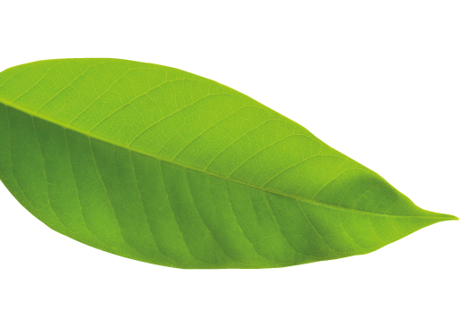 hoja2